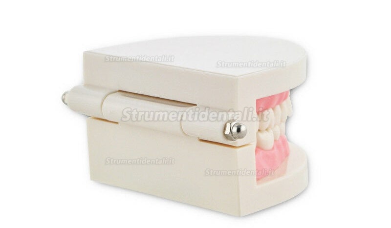 Study Teaching dimostrazione denti standard Model